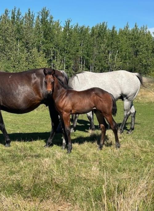 #09 Name Pending - 04 July 25, AQHA, Gray, Colt (Command Bars Hancock) X (Miss Blue Bar Bear)